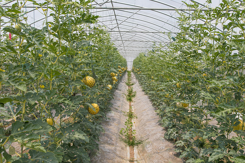 大棚种植水果 高效农业的新选择