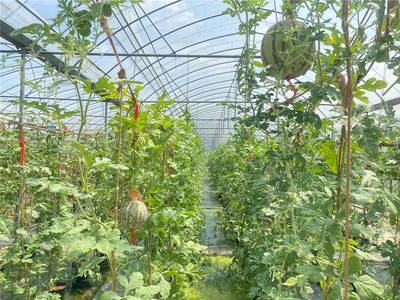 绿色防控技术 尚果园大棚瓜果的生态种植新路径