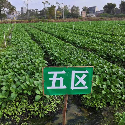 华拓HT-SC9芹菜生菜精密播种机 精准高效，开启果蔬种植新篇章
