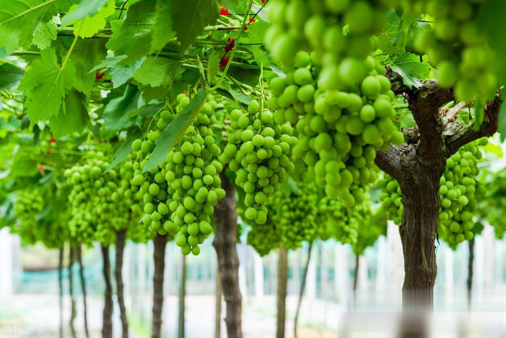 在农村搞水果种植有前途吗?