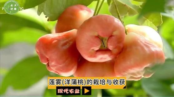 的栽培与收获