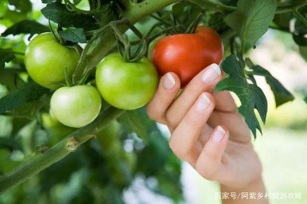 北京顺义牛栏山大胡子种植采摘园,五一各种水果蔬菜成熟季