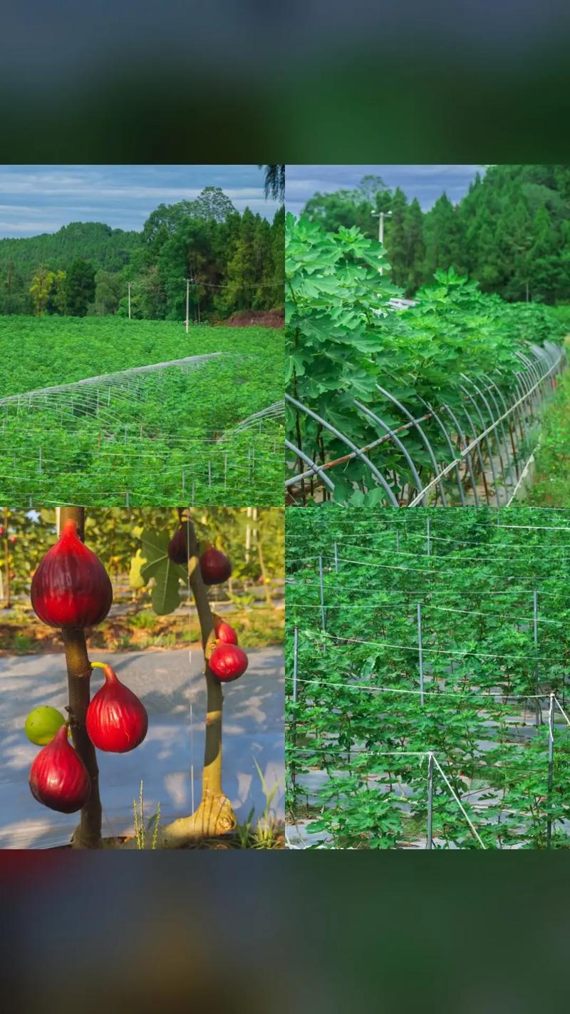 聚欢缘水果种植合作社,超值团购,限时抢购,入园畅吃单人采摘,超值折扣